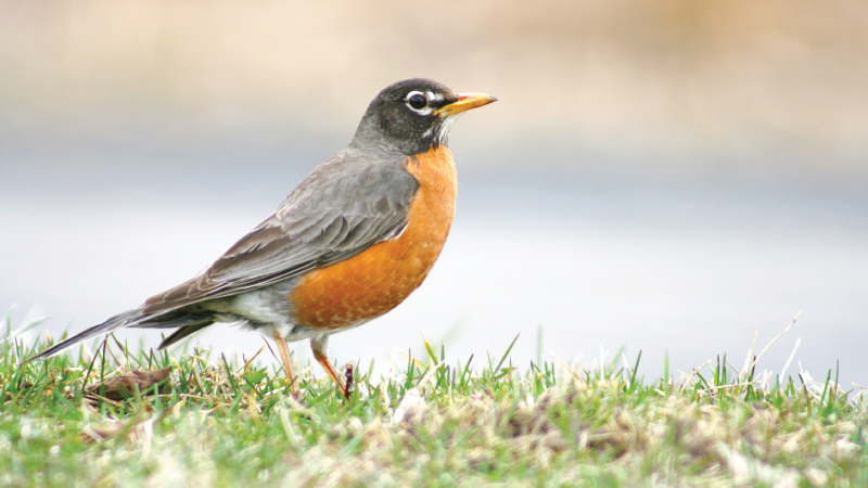 American Robin  National Wildlife Federation