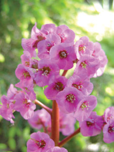 Bergenia elephant ears pigsqueak
