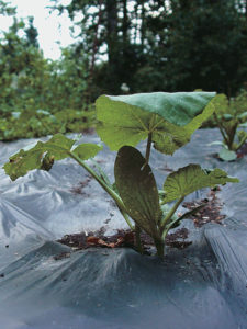 Biodegradable plastic keeps the weeds from poking through the surface.