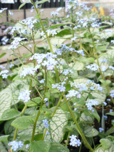 Brunnera jack frost perennial plant