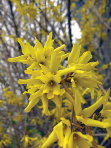 Forsythia