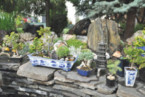 The rock wall offers a perfect spot to show off the bonsais.