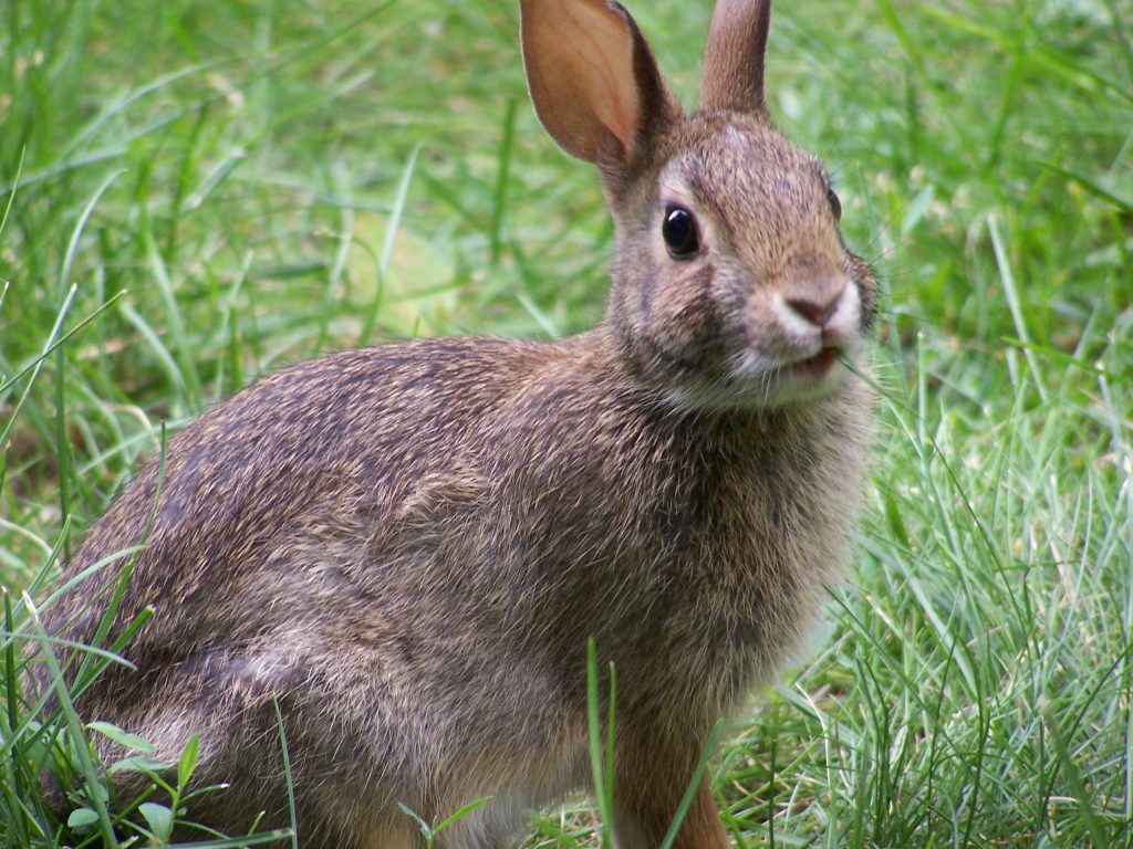 nature rabbit