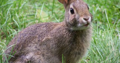 nature rabbit