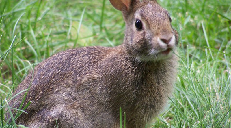 nature rabbit
