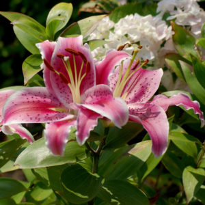 stargazer lilies