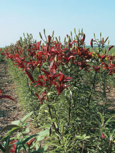 Straw keeps the weeds down at this flower farm.
