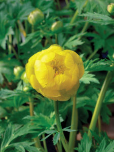 Trollius superb yellow globe flower stunning spring plant