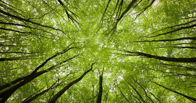 nature clining up with trees