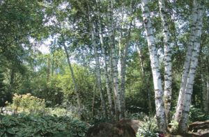 cleaning up the earth with trees