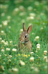Cottontail rabbit