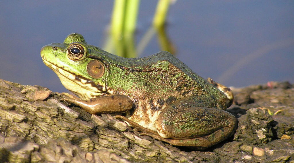 frogs nature