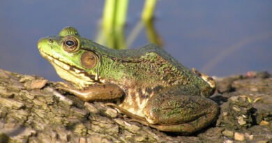 frogs nature