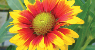 garden stars month by month