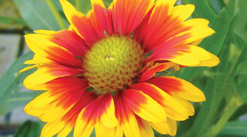garden stars month by month