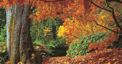 leaves turn colour nature