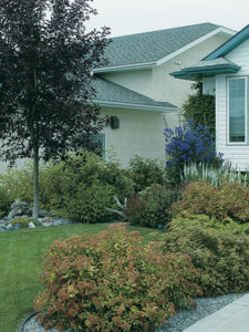 Homeowners use rock to mulch tree and shrub beds.