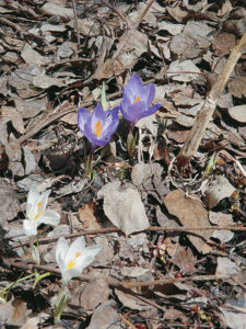 Crocuses poke through leaf mulch in spring.