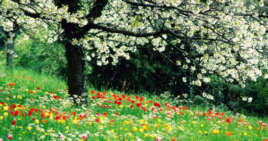 stunning spring plants