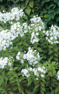 garden design with white phlox