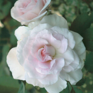Morden blush rose