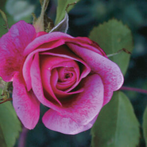 Morden ruby rose