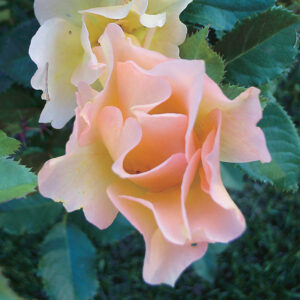 morden sunrise rose