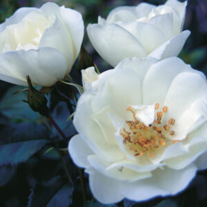 white pavement rose