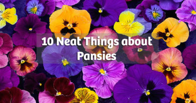 10 Neat things about pansies