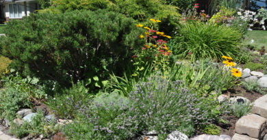 The Life-Affirming Garden of Elaine and Warren Haggith