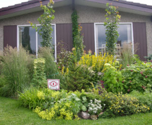Plant Combination Guide for Beginners