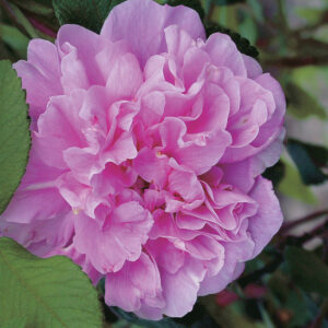Therese bugnet rose