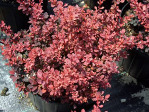 Barberry Rosey Glow
