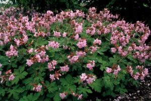 Bigroot cranesbill