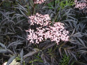 Black Lace Elderberry