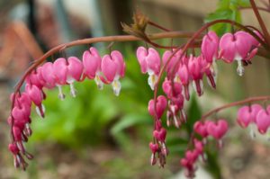 Bleeding heart
