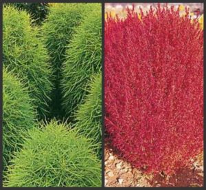 Burning Bush