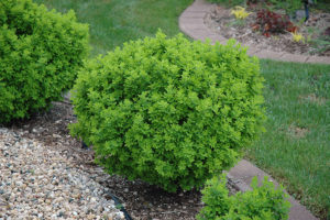 Caragana Frutex Globosa