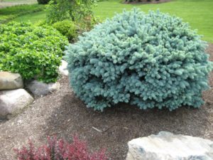 Dwarf Blue Globe Spruce