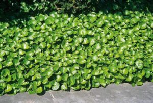 European Wild Ginger
