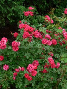 Explorer Roses