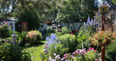 Plant Combination Guide for Beginners