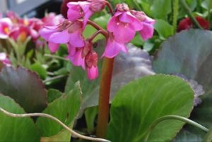 Heartleaf Bergenia