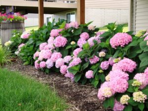 Hydrangea Endless Summer