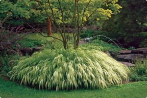 Japanese forest grass