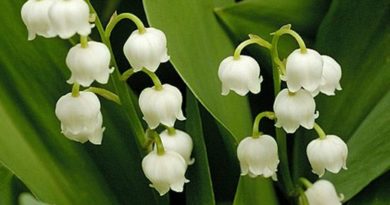 Lily of the Valley