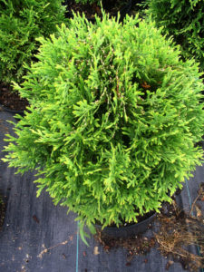 Little Giant Globe Cedar