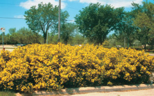 Potentilla Frticosa Goldfinger