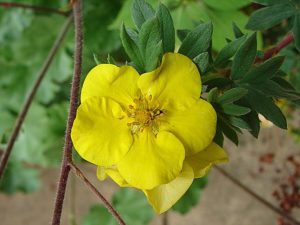 Potentilla Frticosa Goldfinger flower