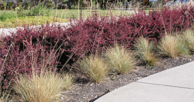 how to choose plants
